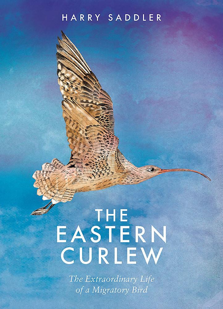 The Eastern Curlew
